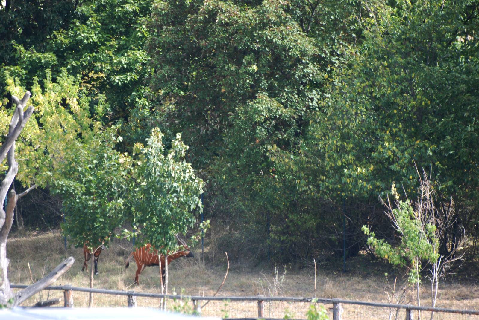 Bongo Paddock at Prague, 25/08/12