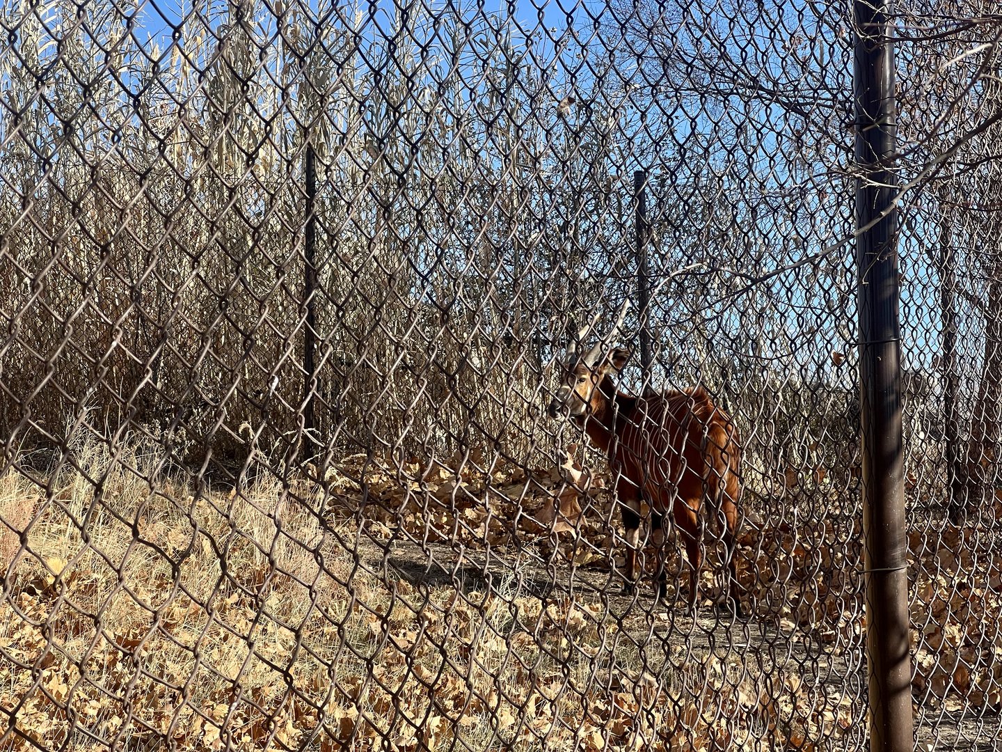 Bongo perfectly adapted to blend into the shadows and chain link fences