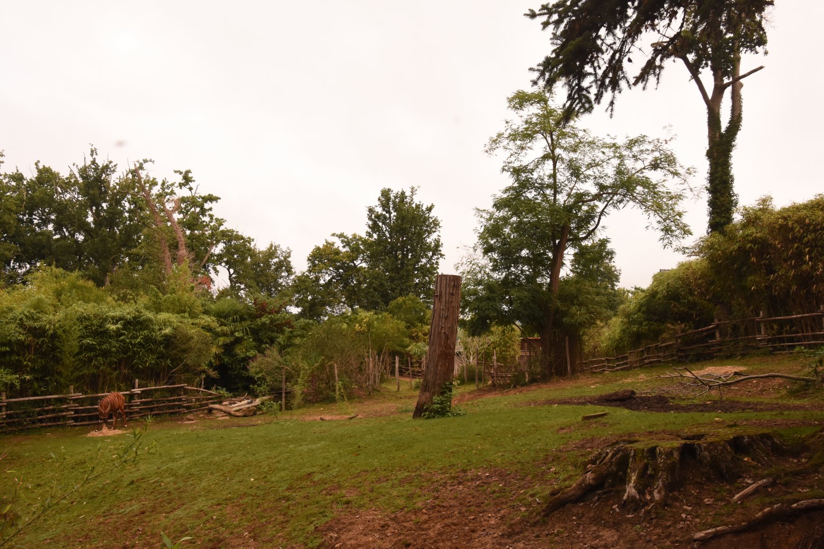 Bongo & Pygmy Hippo enclosure (shows 1/2)