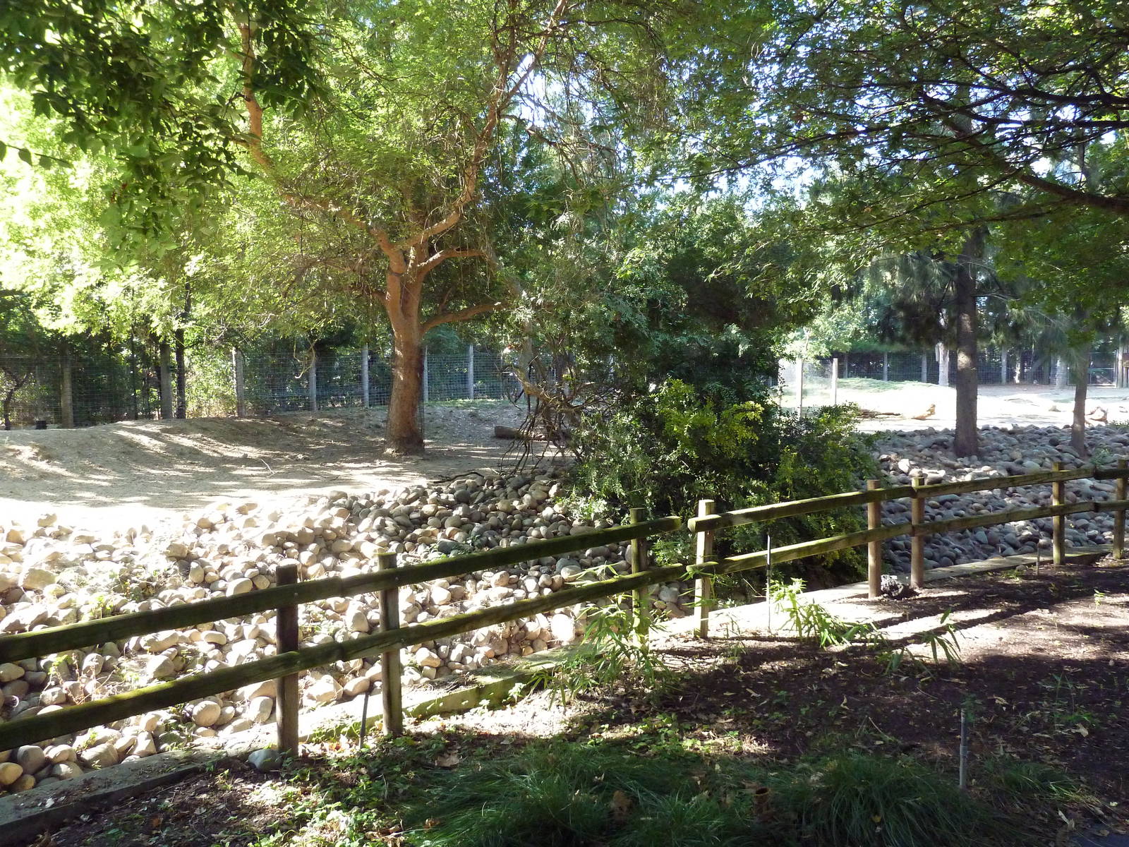 Bongo/Red River Hog Exhibit