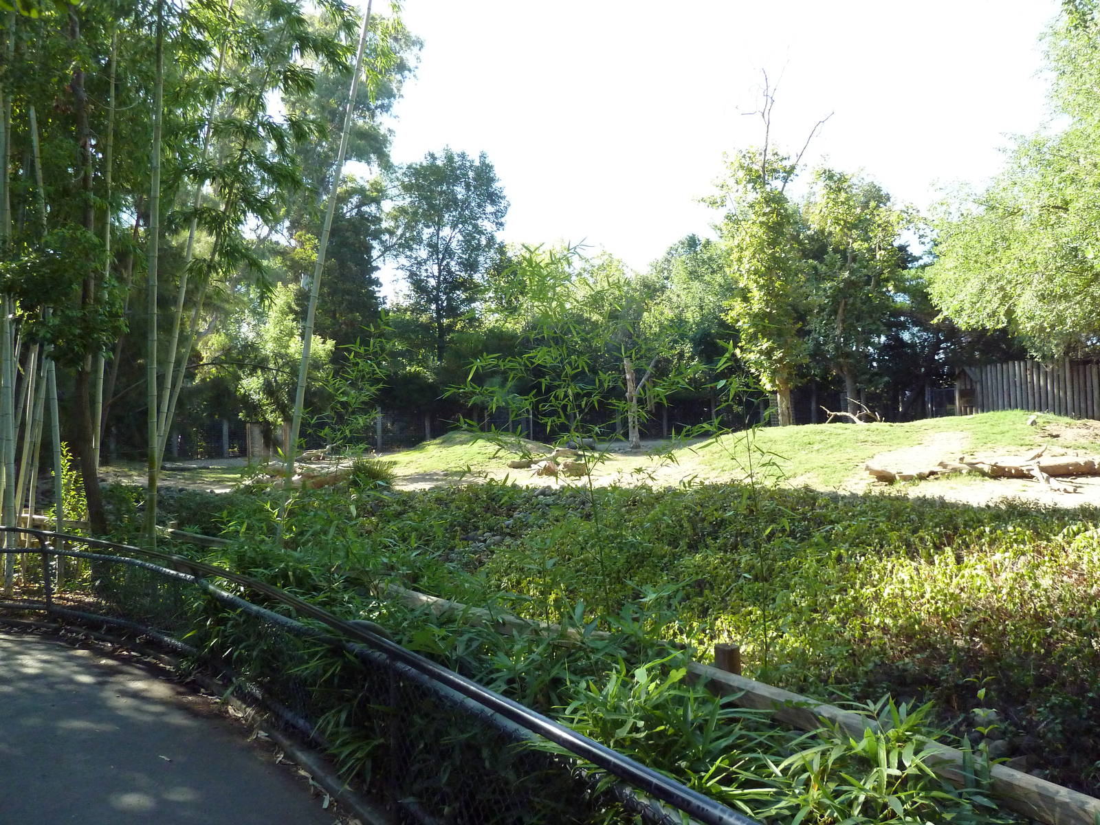 Bongo/Red River Hog Exhibit