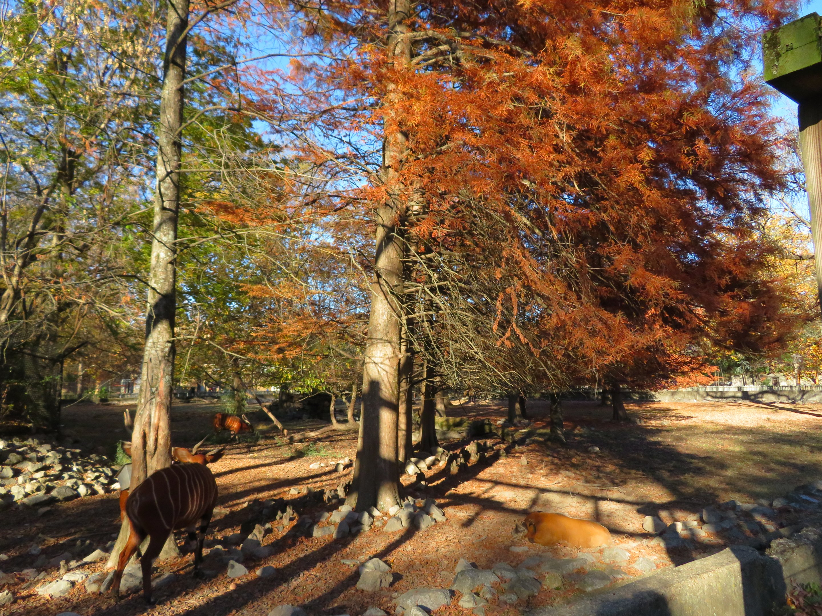 Bongo/Red River Hog Yard