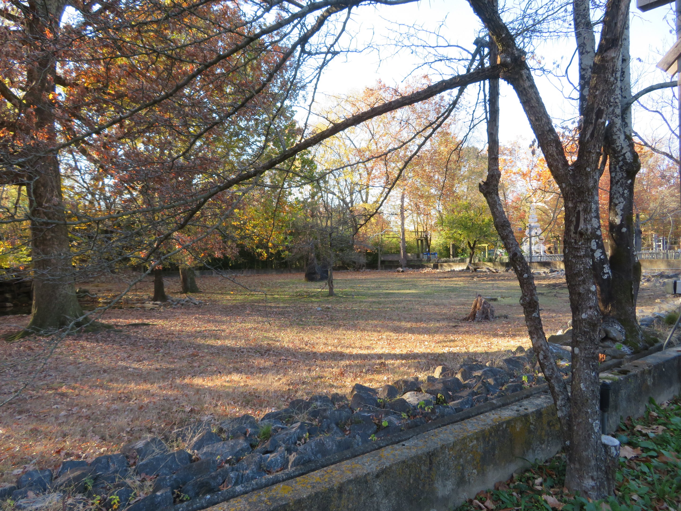 Bongo/Red River Hog Yard