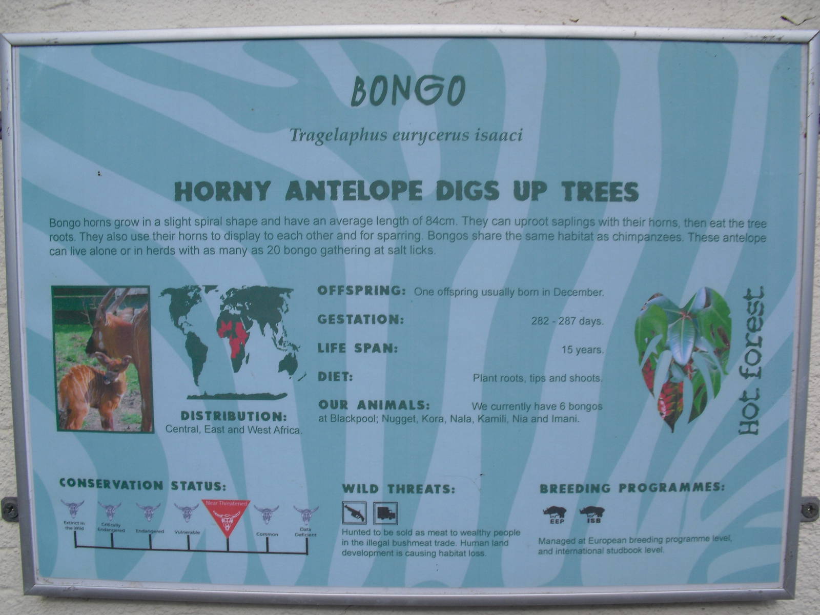 Bongo Sign - 01/10/2011