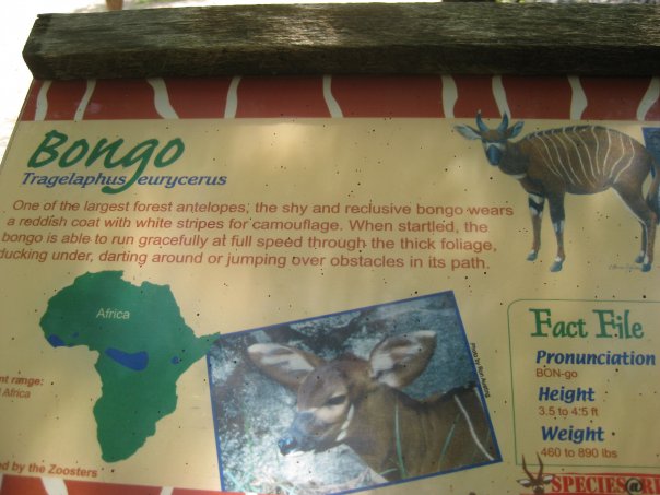 Bongo Sign at Rhino Reserve