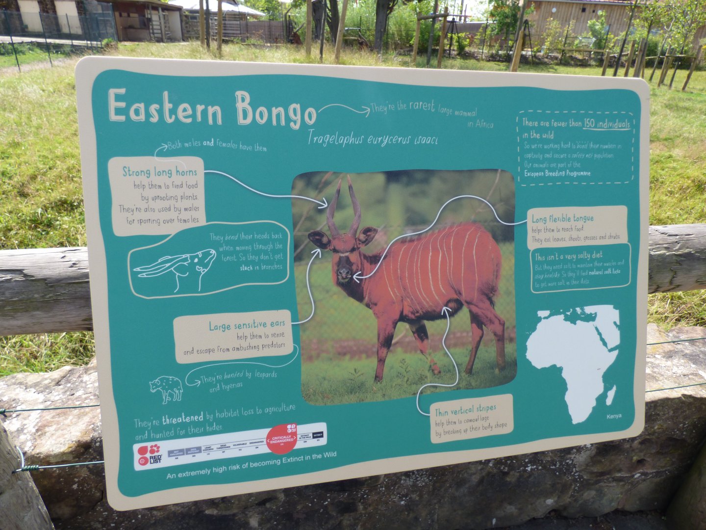 Bongo Signage
