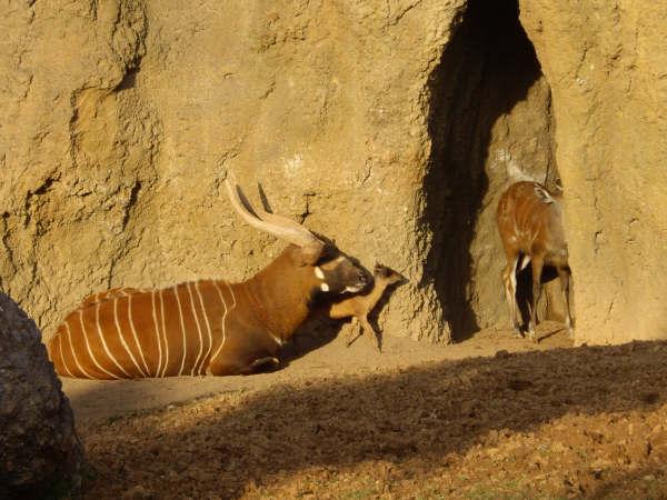 Bongo+Sitatunga+Duiker