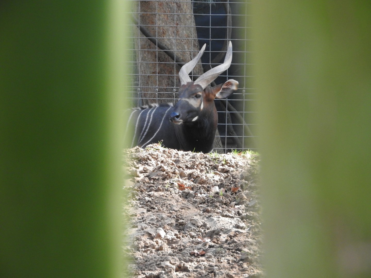 Bongo through Bamboo