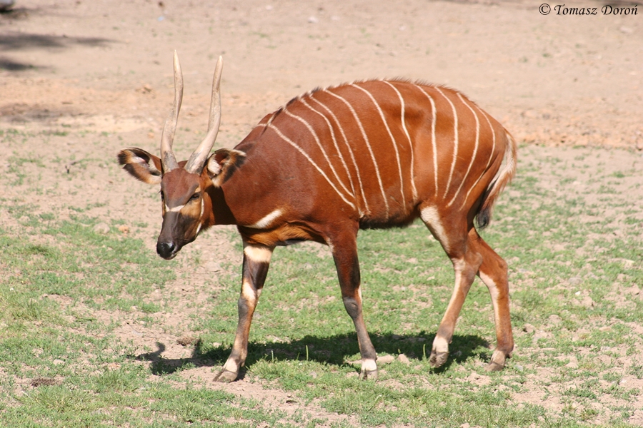 Bongo (Tragelaphus euryceros isaaci)