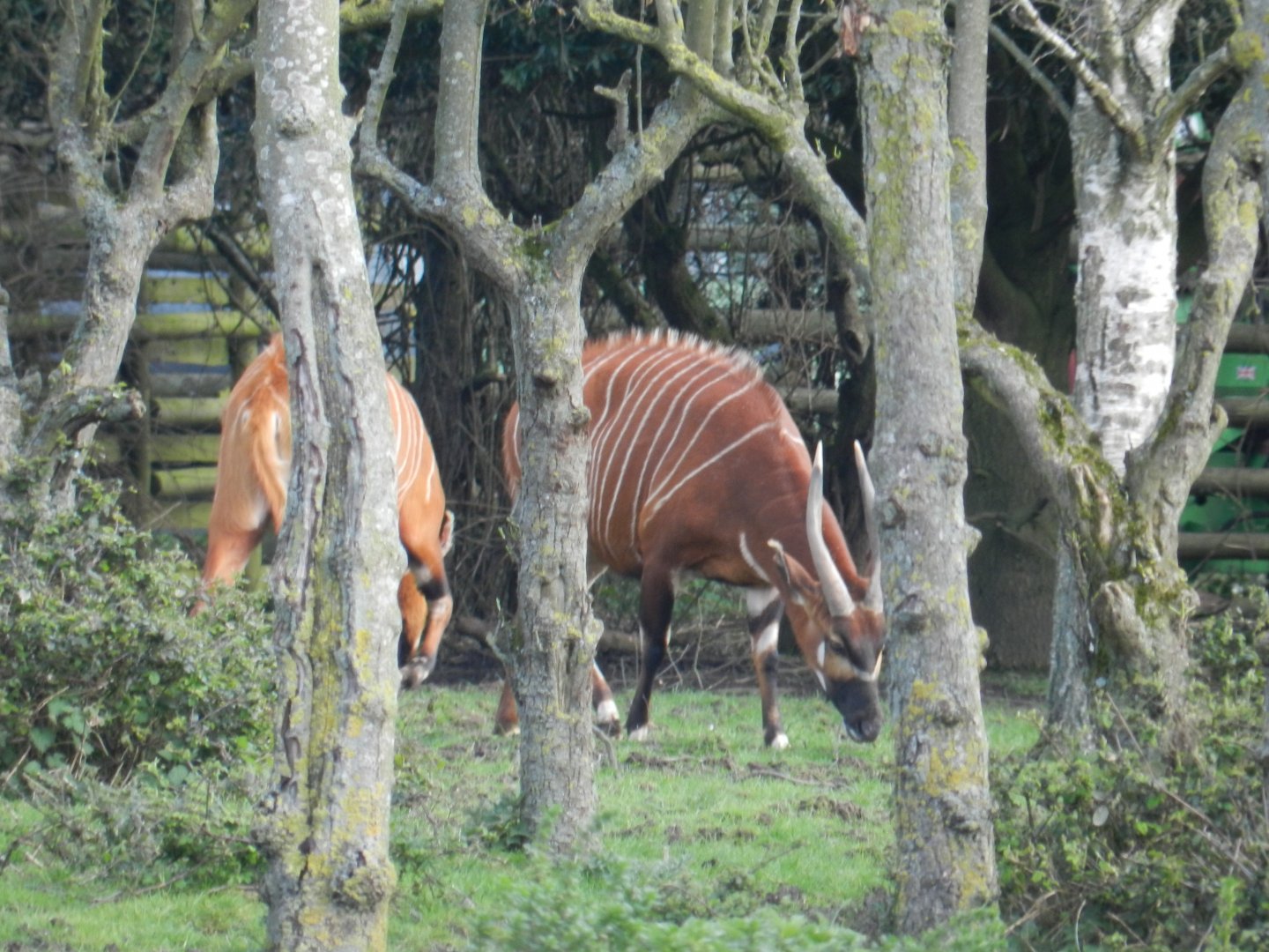 Bongo (Tragelaphus eurycerus) at Howletts Wild Animal Park, England