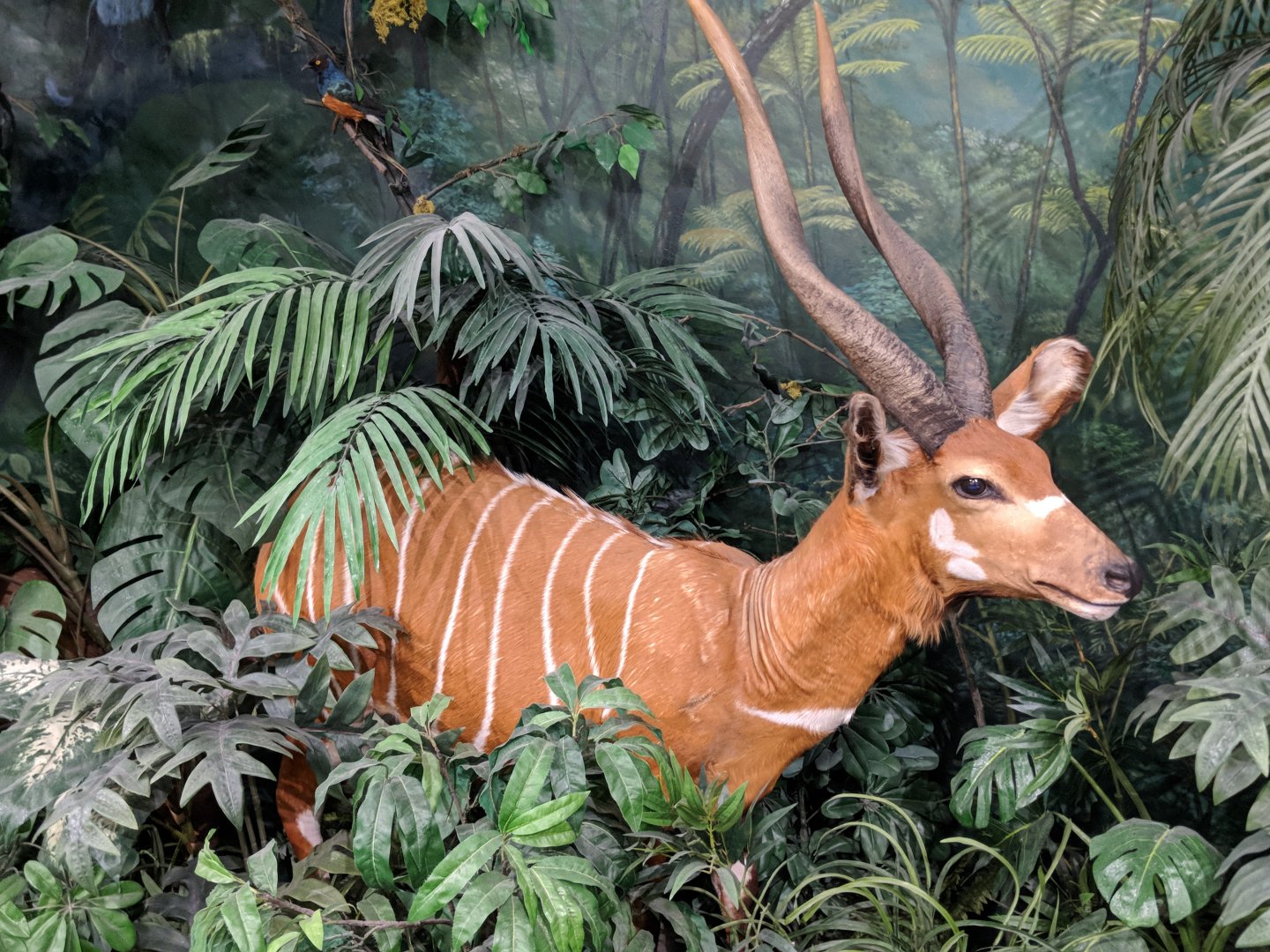 Bongo (Tragelaphus eurycerus) (Front) and Superb starling (Lamprotornis superbus) (Far right back)