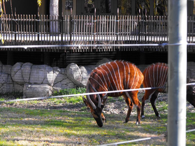 Bongo (Tragelaphus eurycerus)