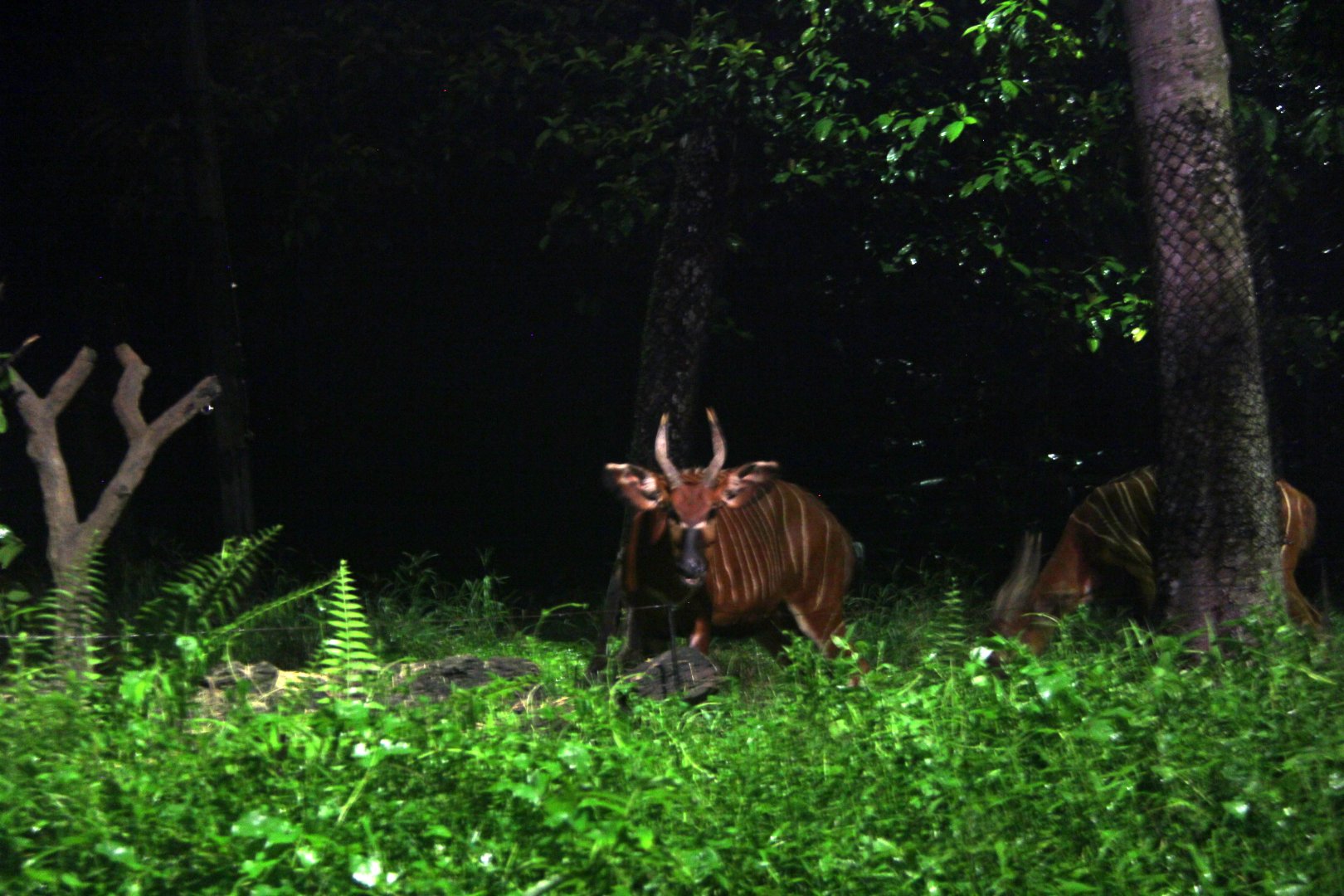 bongo (Tragelaphus eurycerus)