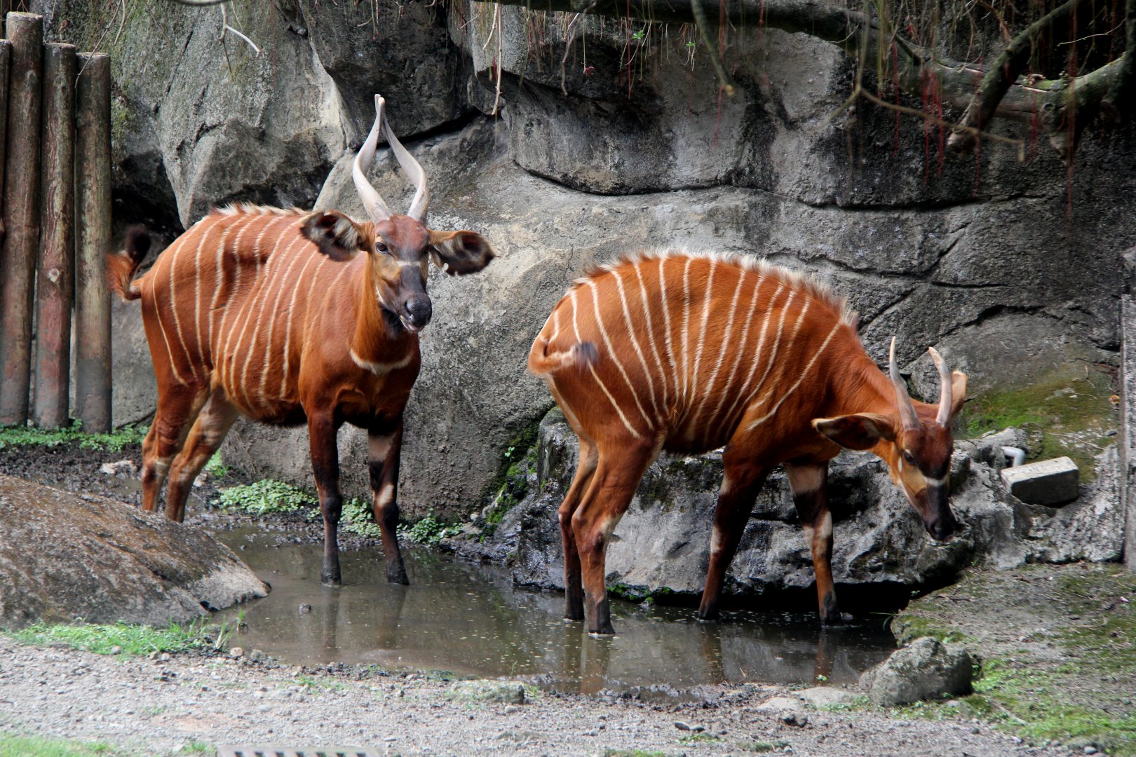 bongo (Tragelaphus eurycerus)