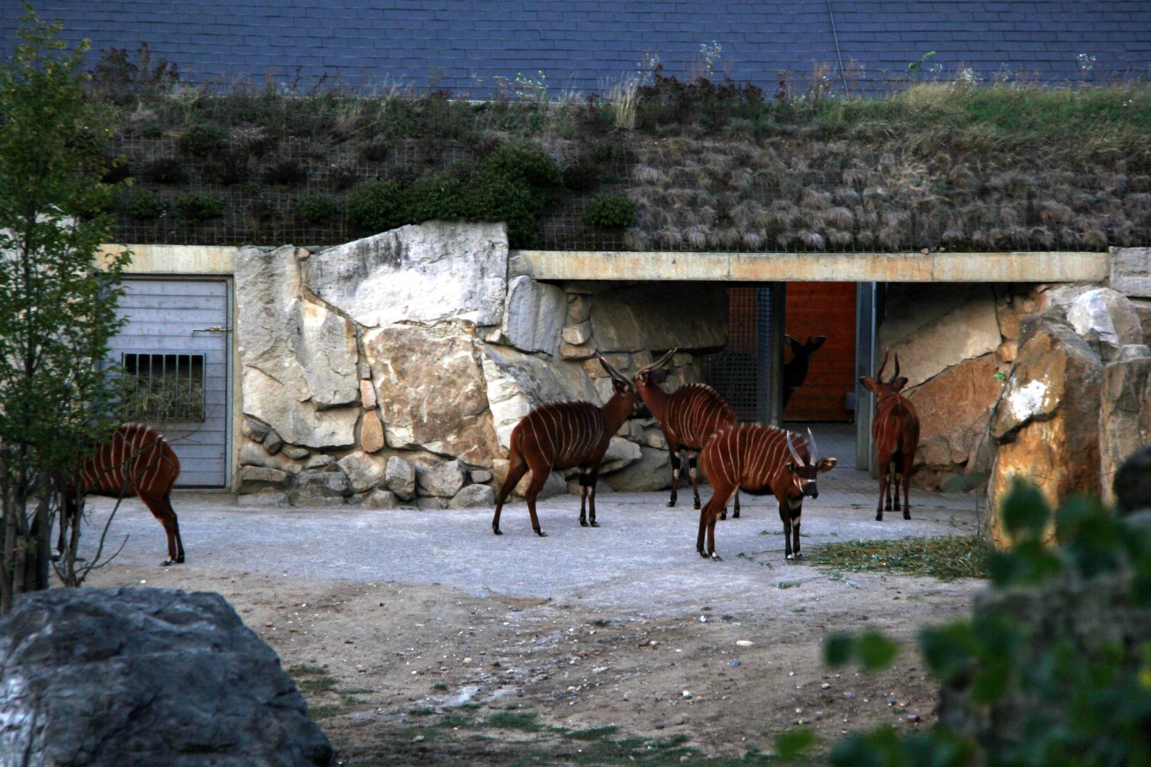 bongo (Tragelaphus eurycerus)