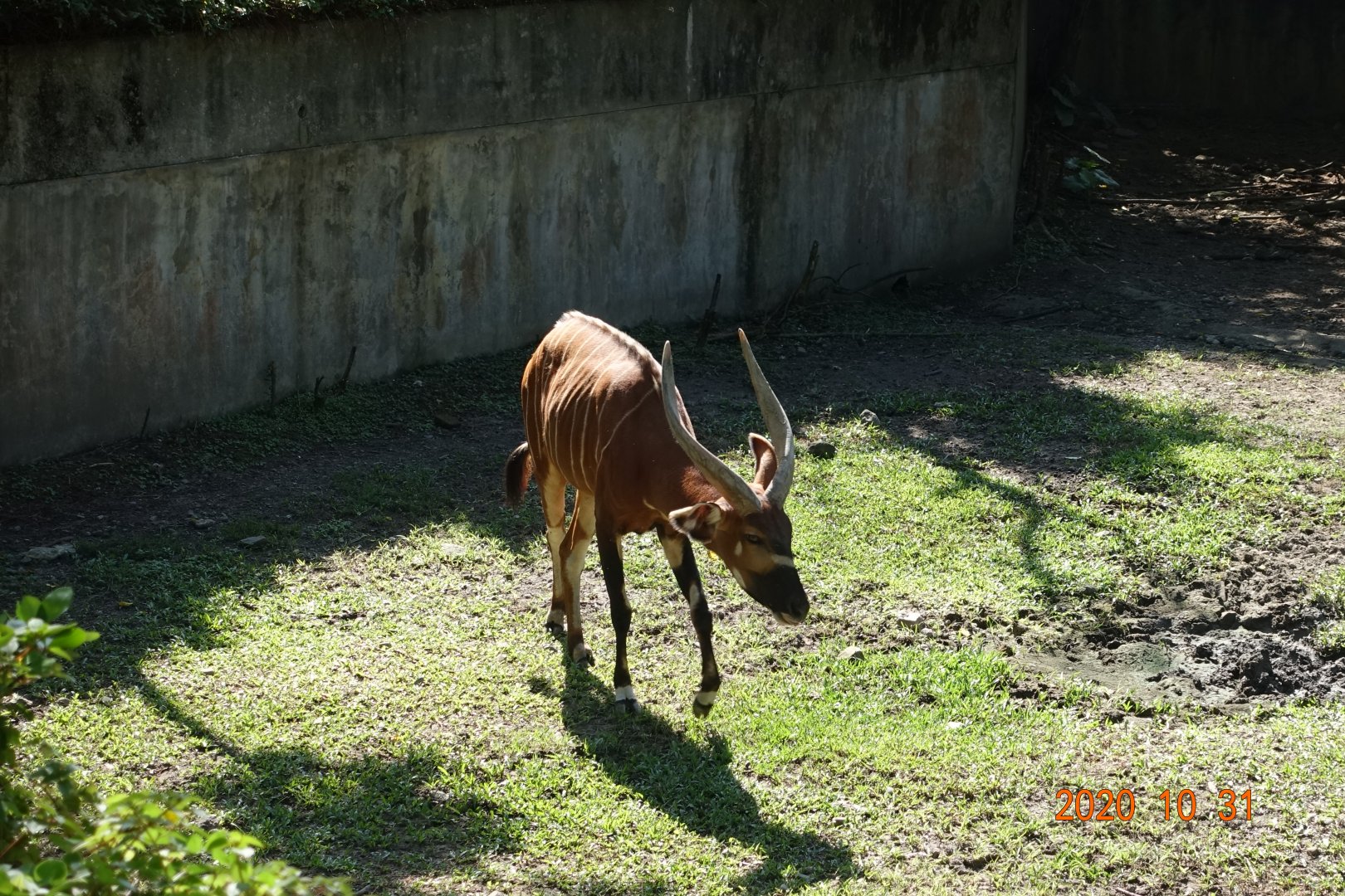 Bongo (Tragelaphus eurycerus)