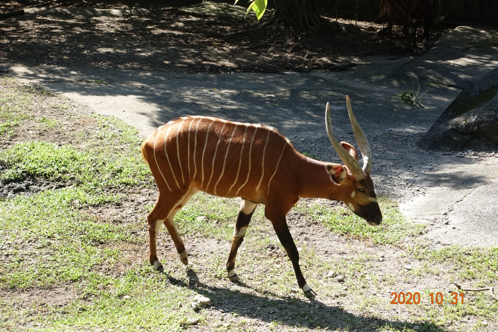 Bongo (Tragelaphus eurycerus)