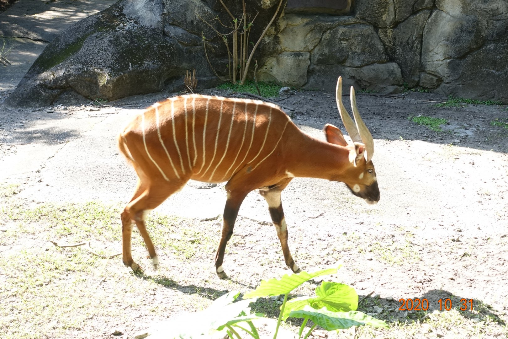 Bongo (Tragelaphus eurycerus)