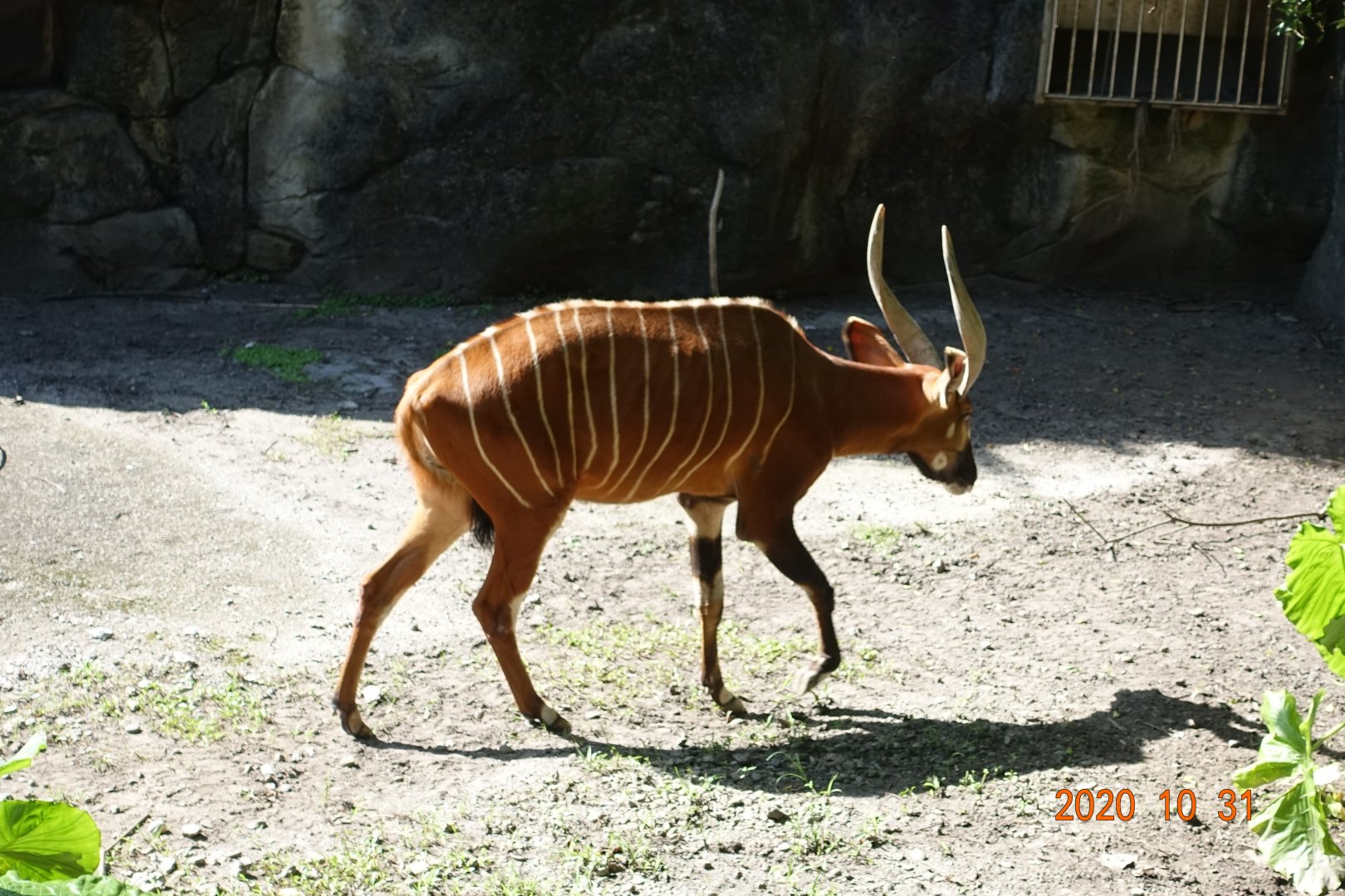 Bongo (Tragelaphus eurycerus)