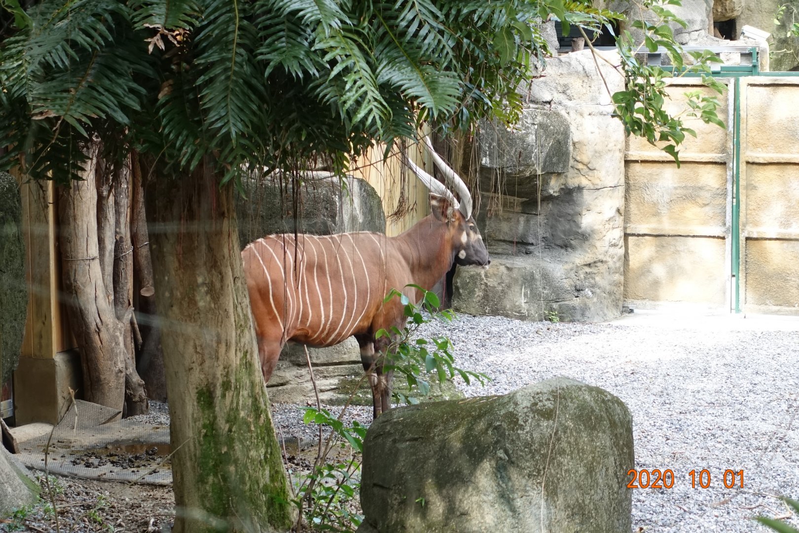 Bongo (Tragelaphus eurycerus)