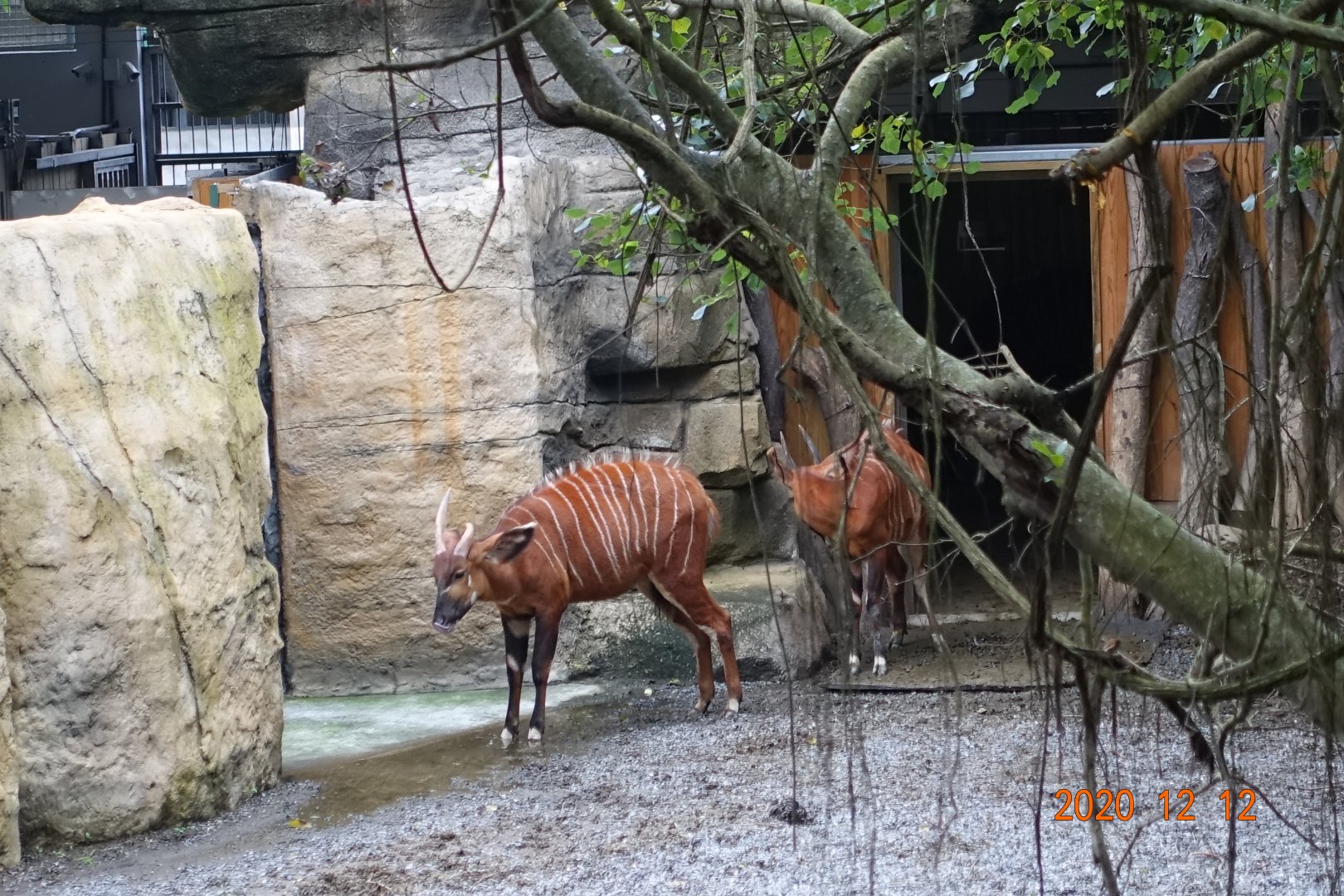 Bongo (Tragelaphus eurycerus)