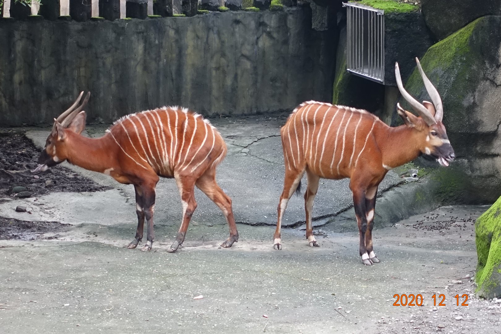 Bongo (Tragelaphus eurycerus)
