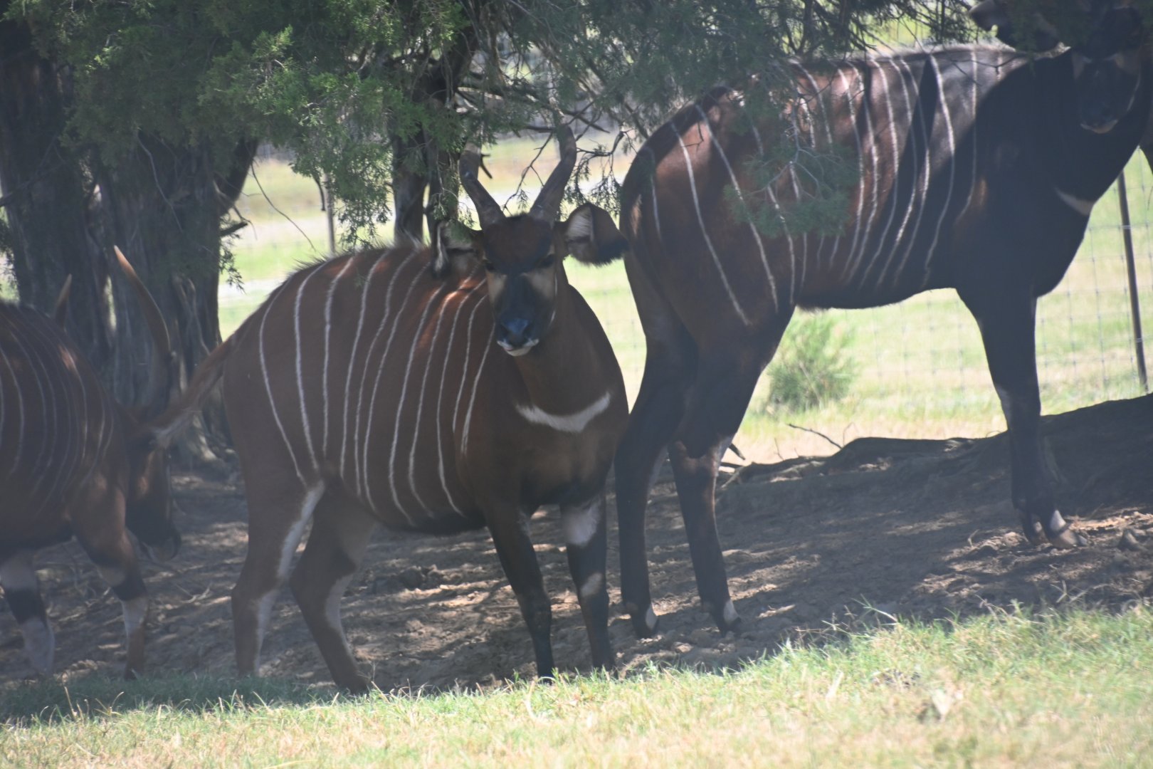 Bongo (Tragelaphus eurycerus)