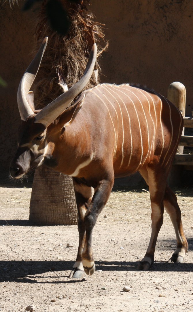 bongo (Tragelaphus eurycerus)