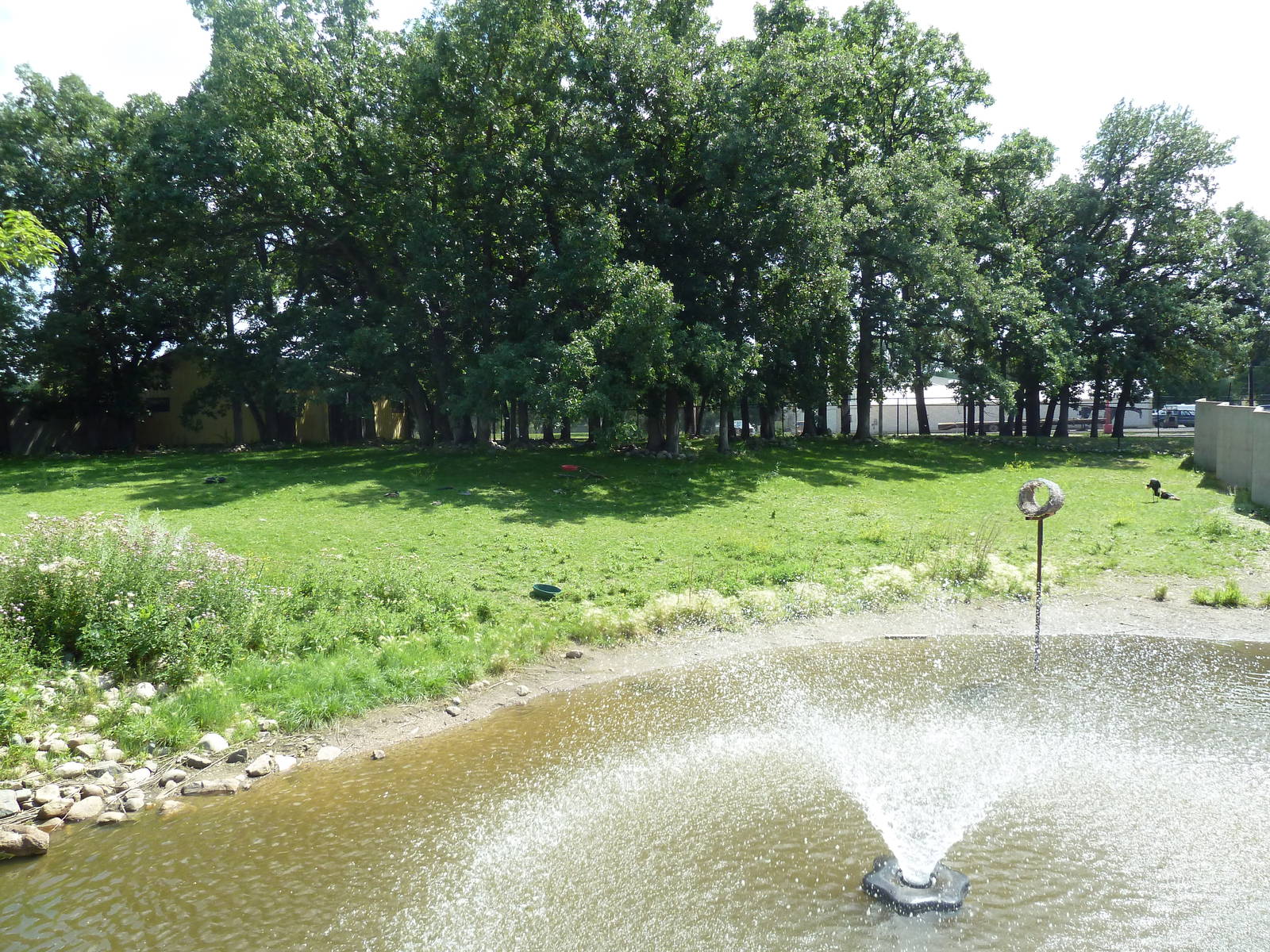 Bongo/West African Crowned Crane Exhibit