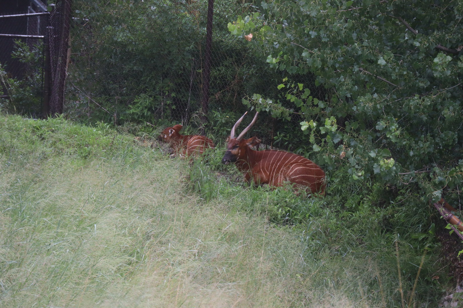 Bongo with Calf