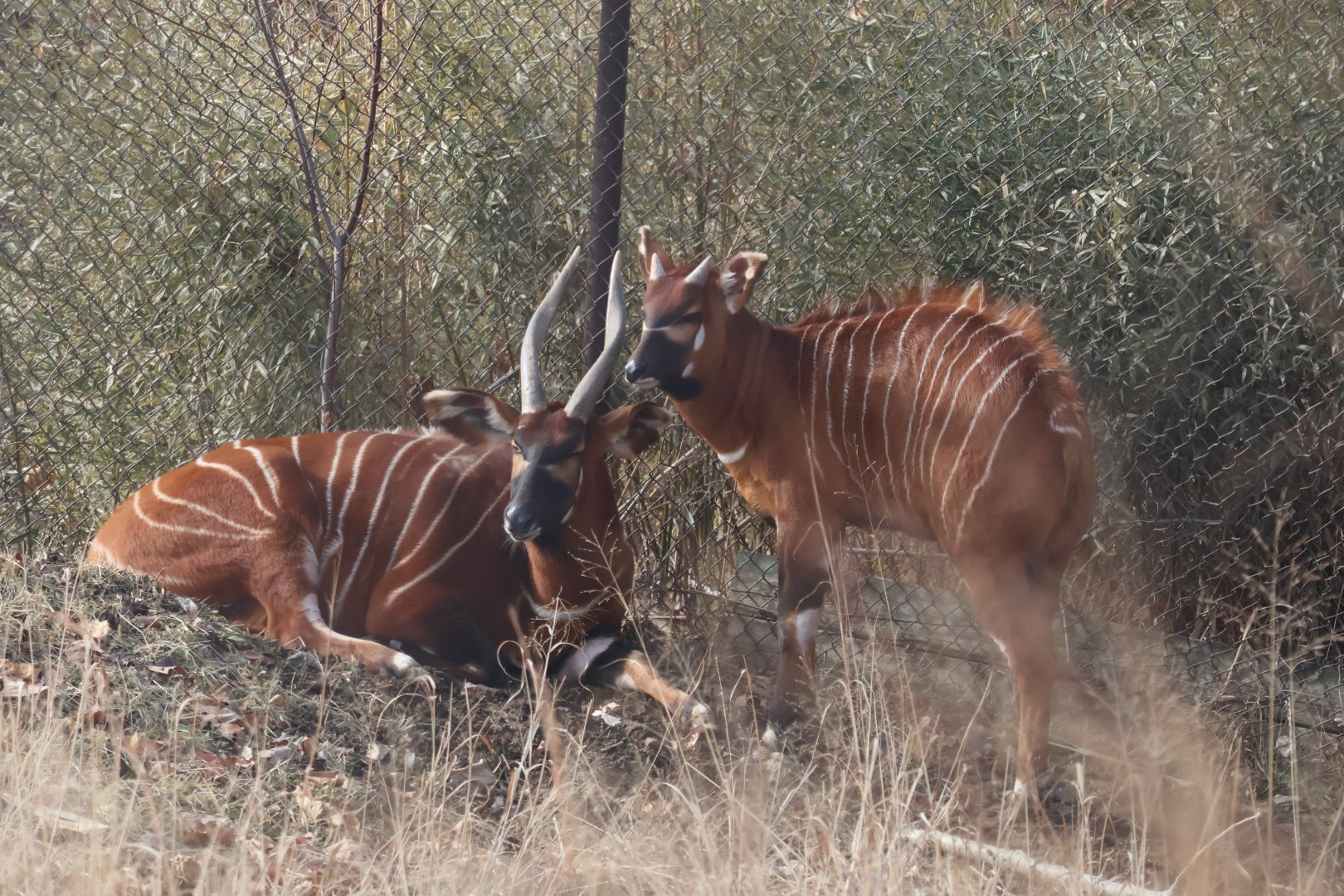 Bongo with calf