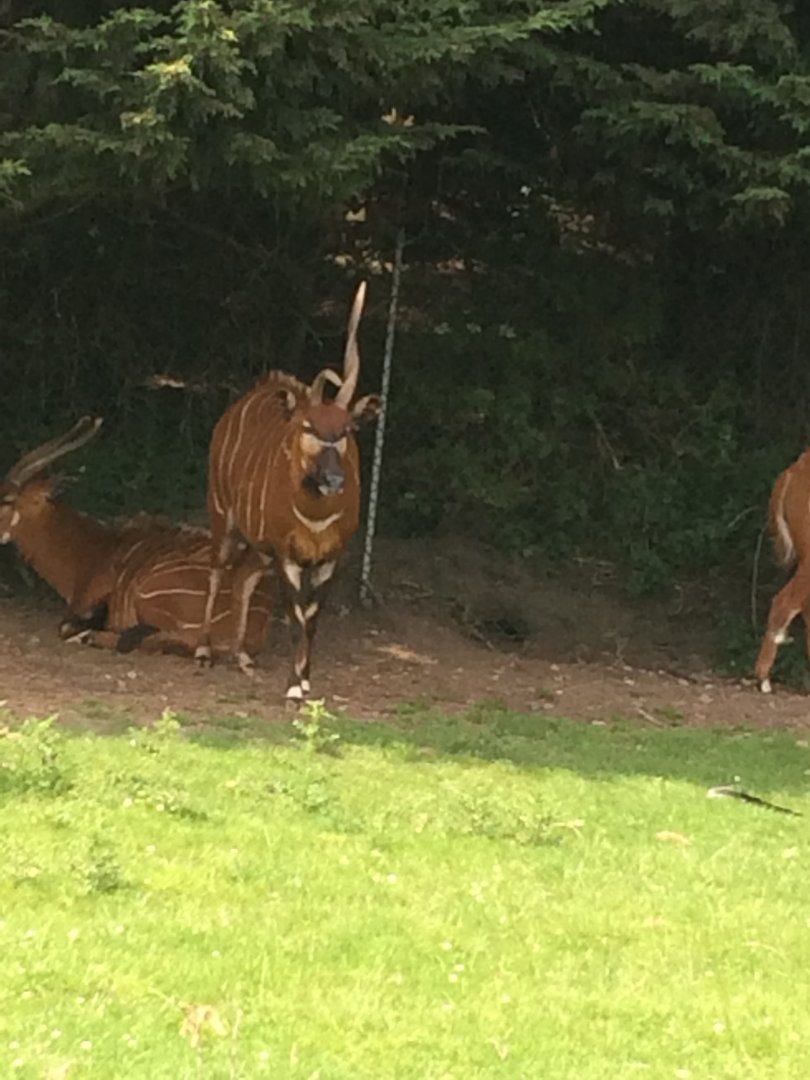 Bongo with dodgy horn