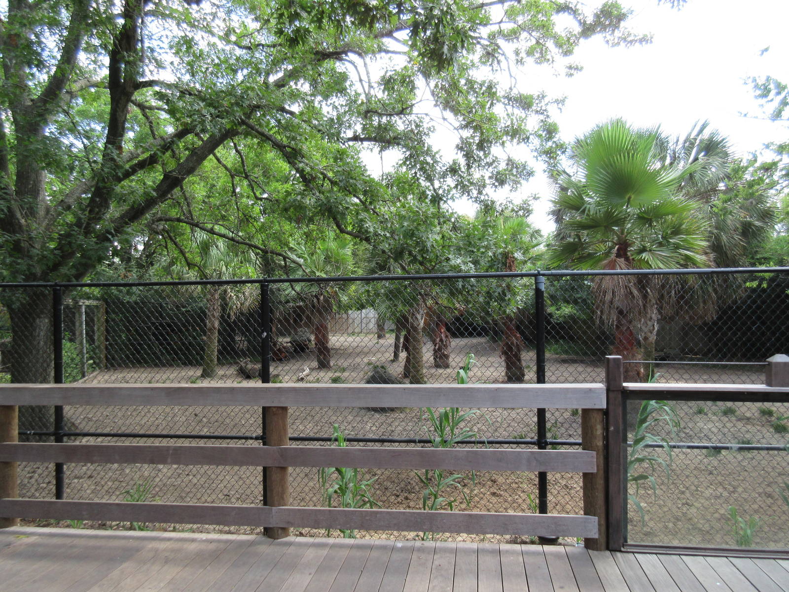 Bongo/Yellow-Backed Duiker/Southern Ground Hornbill Exhibit