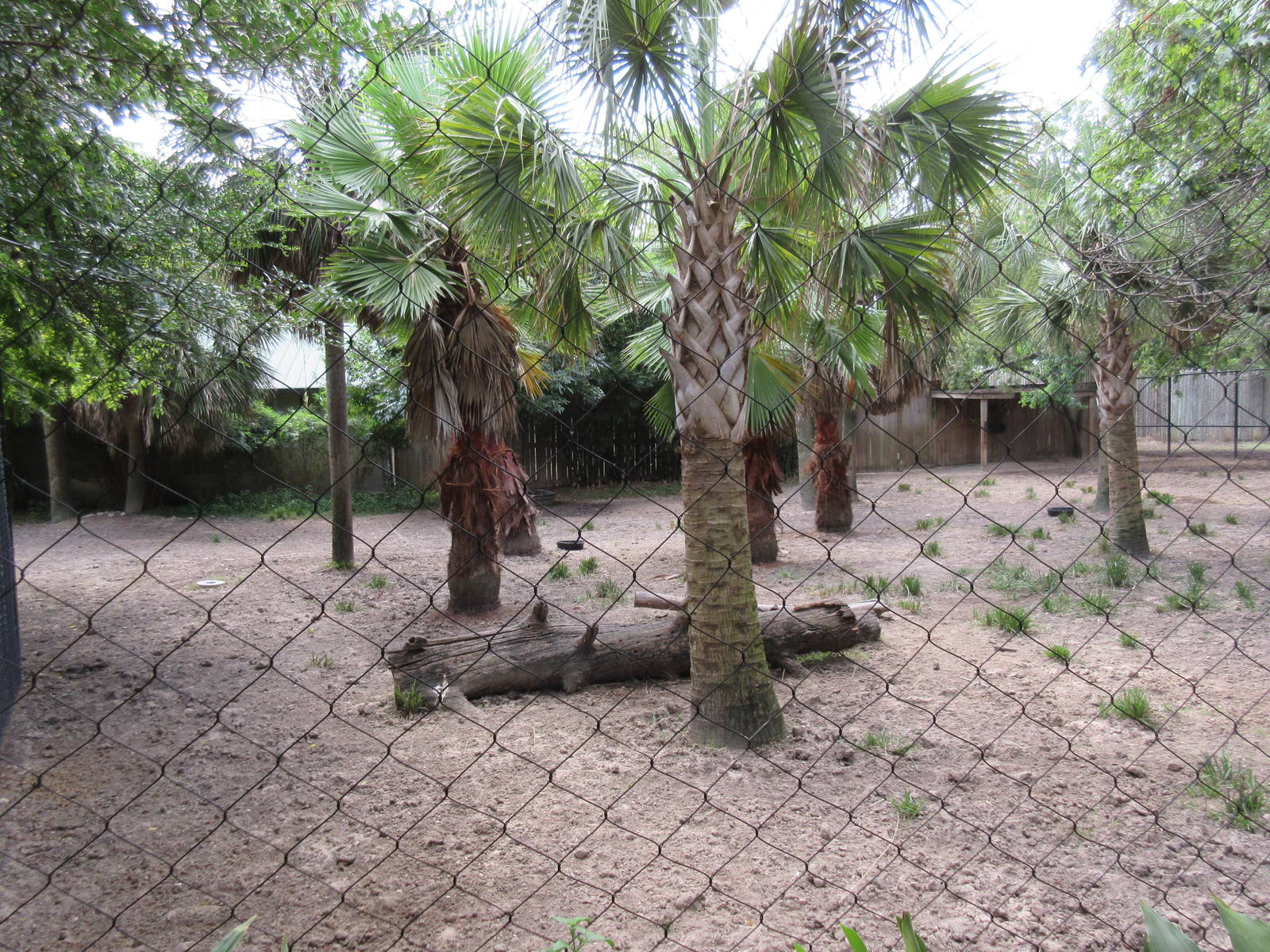 Bongo/Yellow-Backed Duiker/Southern Ground Hornbill Exhibit