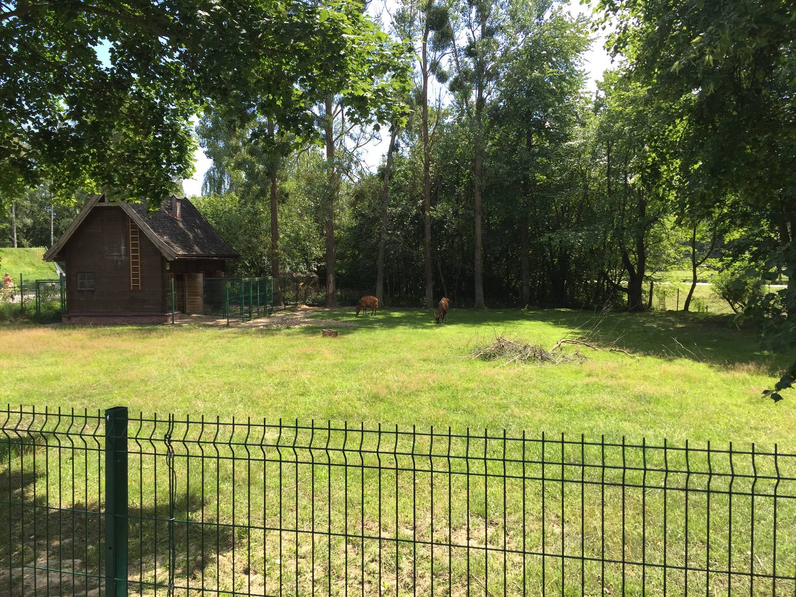 Bongo - Zoo Gdansk 20.07.16.