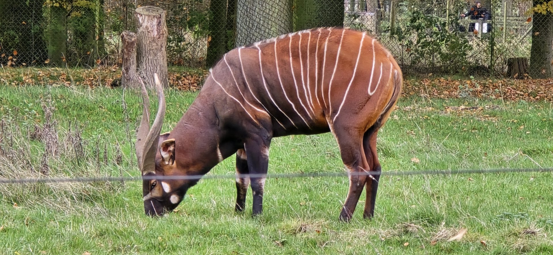 Bongo