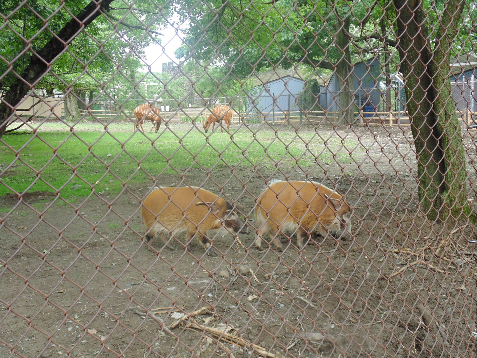 Bongos &amp; Red River Hogs