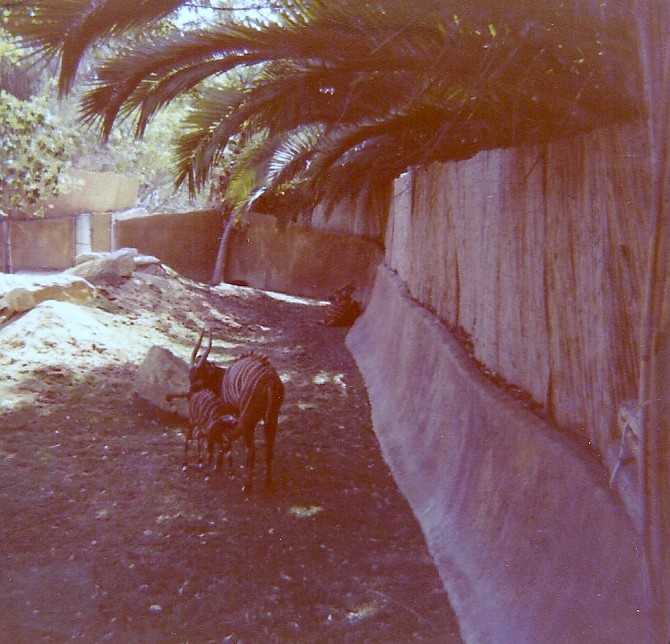 Bongos - Circa 1977/78