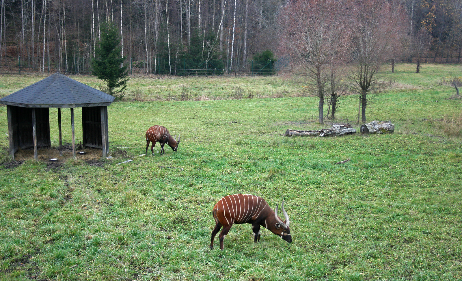 Bongos (Tragelaphus euryceros isaacii)