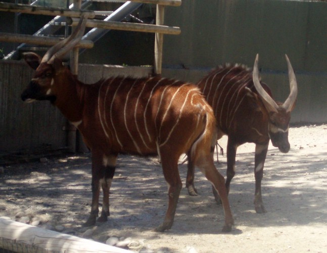 Bongos (Tragelaphus euryceros)