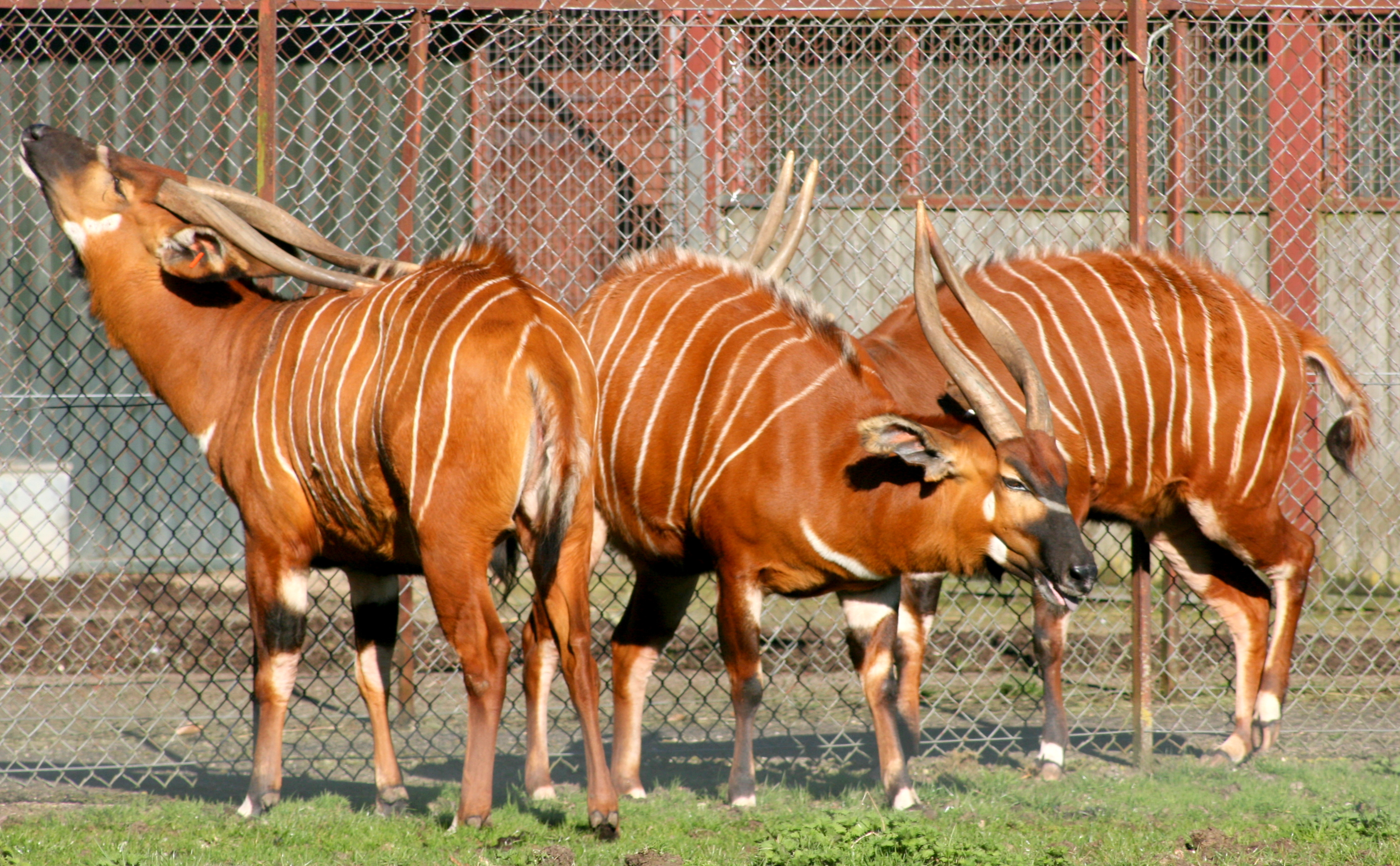 Bongos; Whipsnade; 25th March 2017
