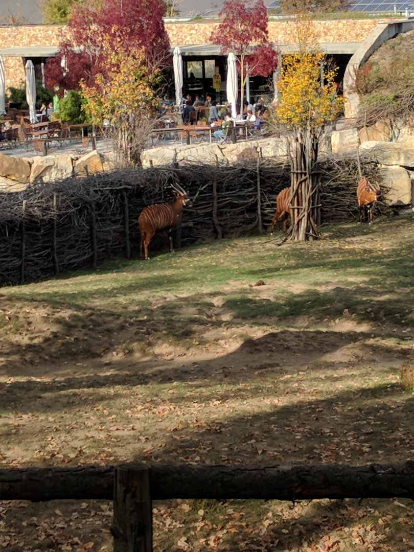 Bongos Zoo Praha 2018