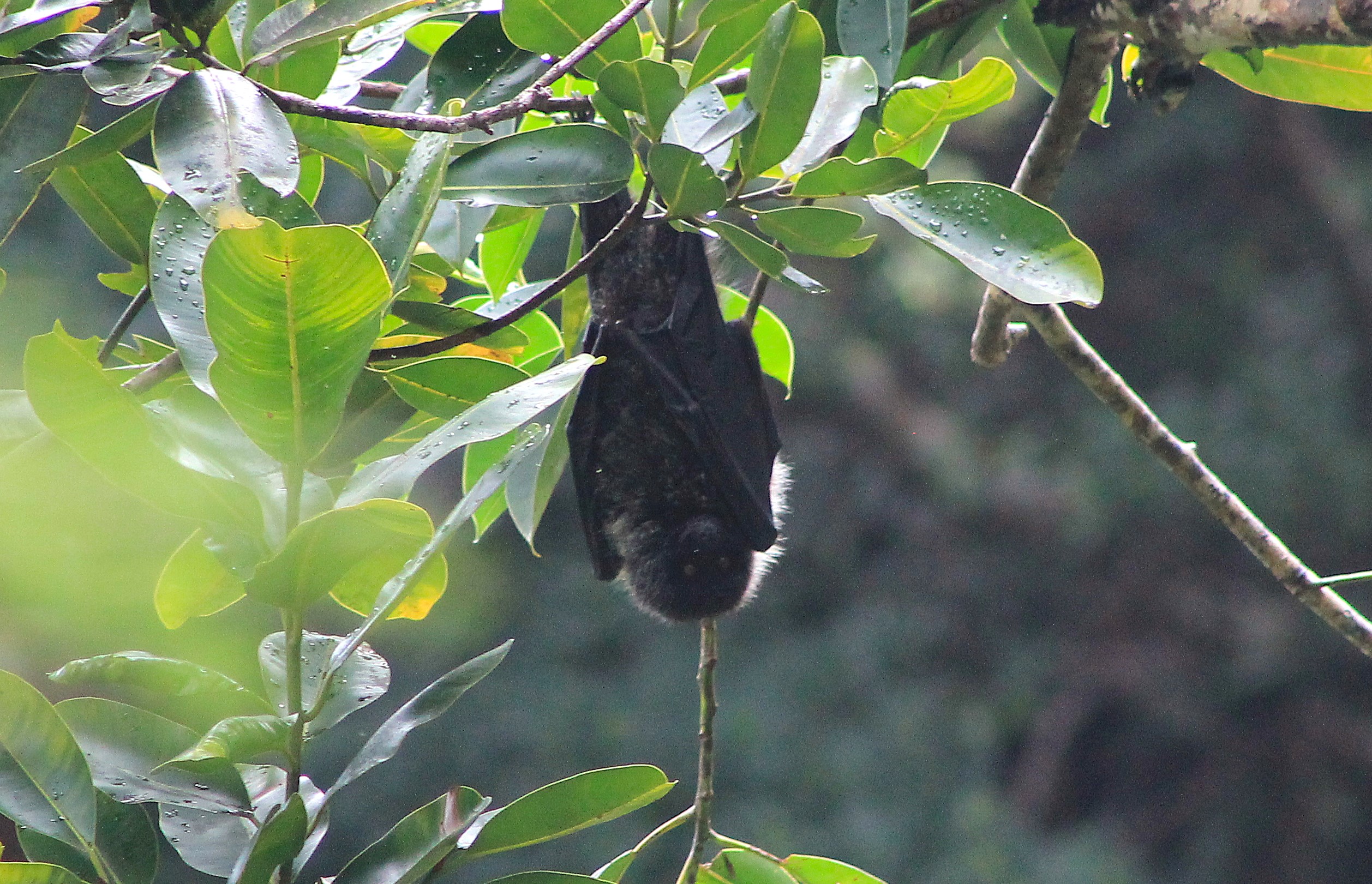 Bonin Flying Fox (Pteropus pselaphon)