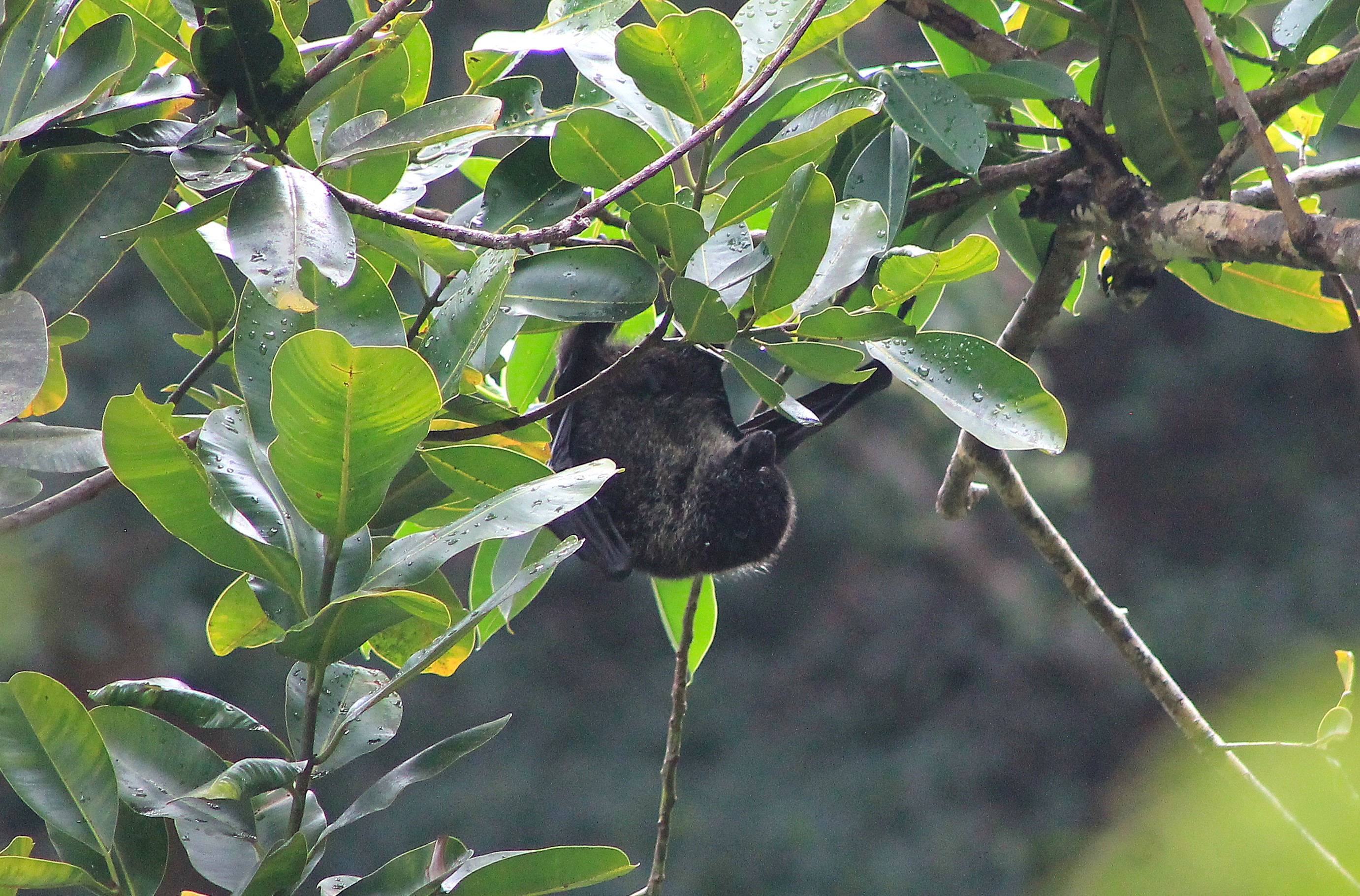 Bonin Flying Fox (Pteropus pselaphon)