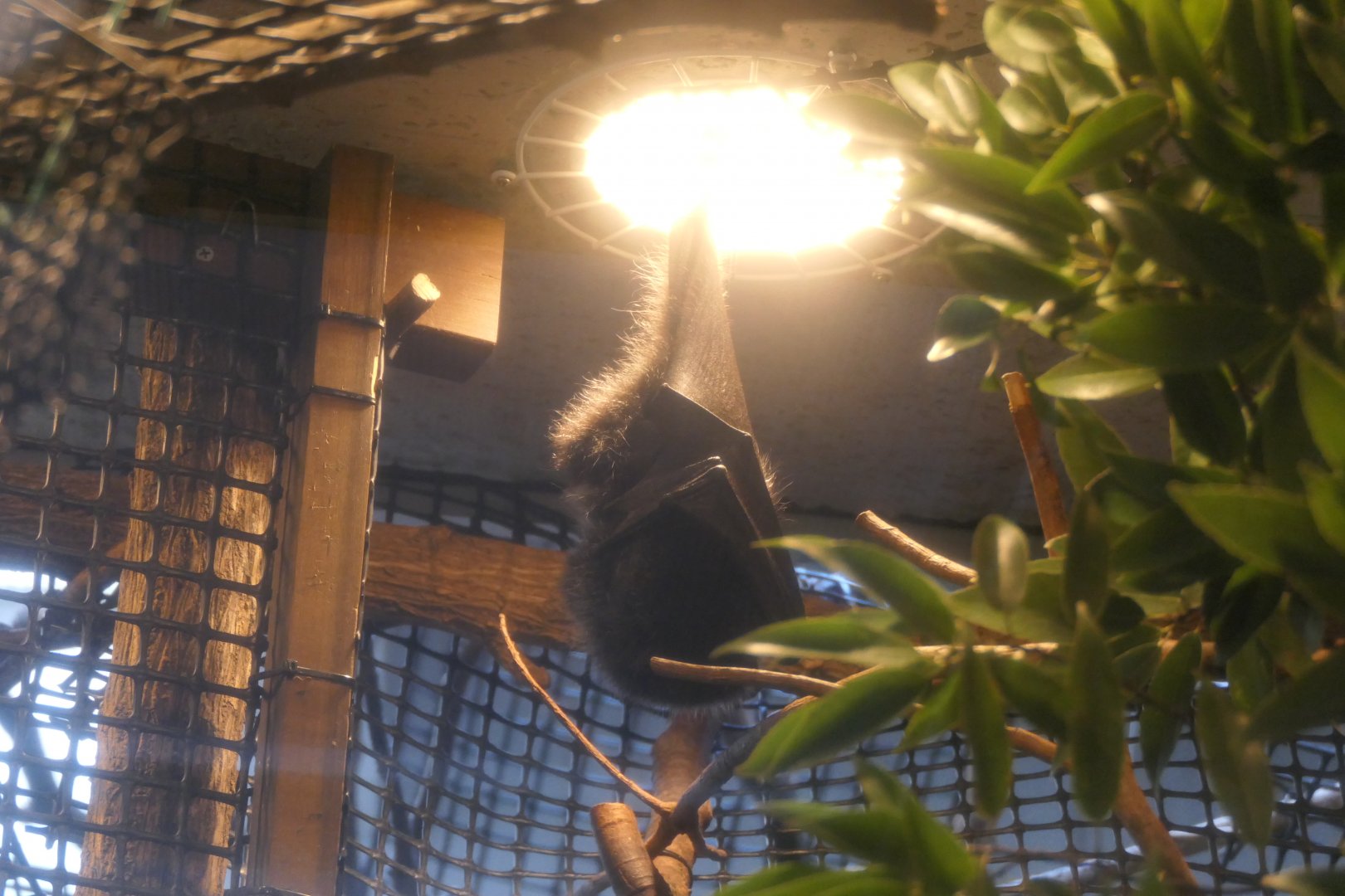 Bonin Flying-fox (Pteropus pselaphon)