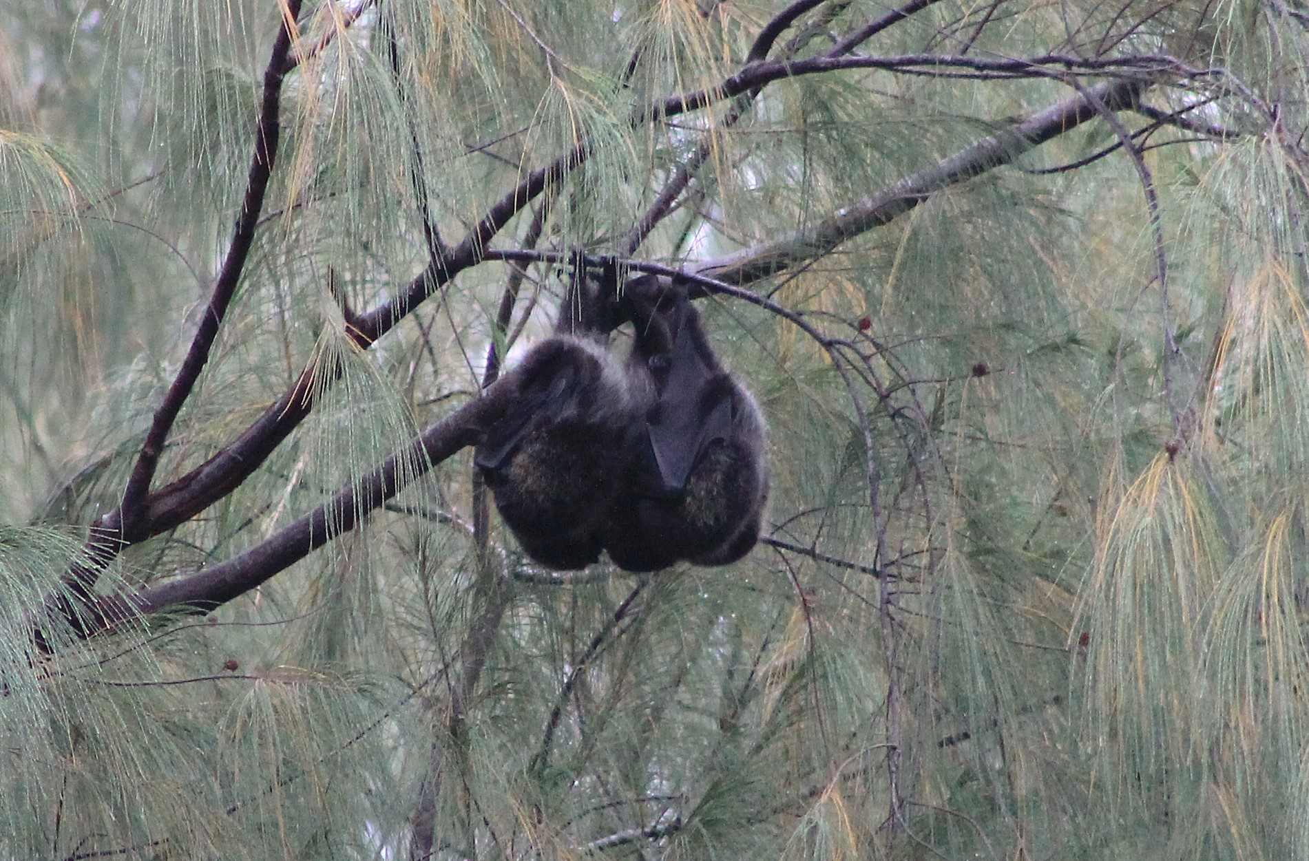 Bonin Flying Foxes (Pteropus pselaphon)