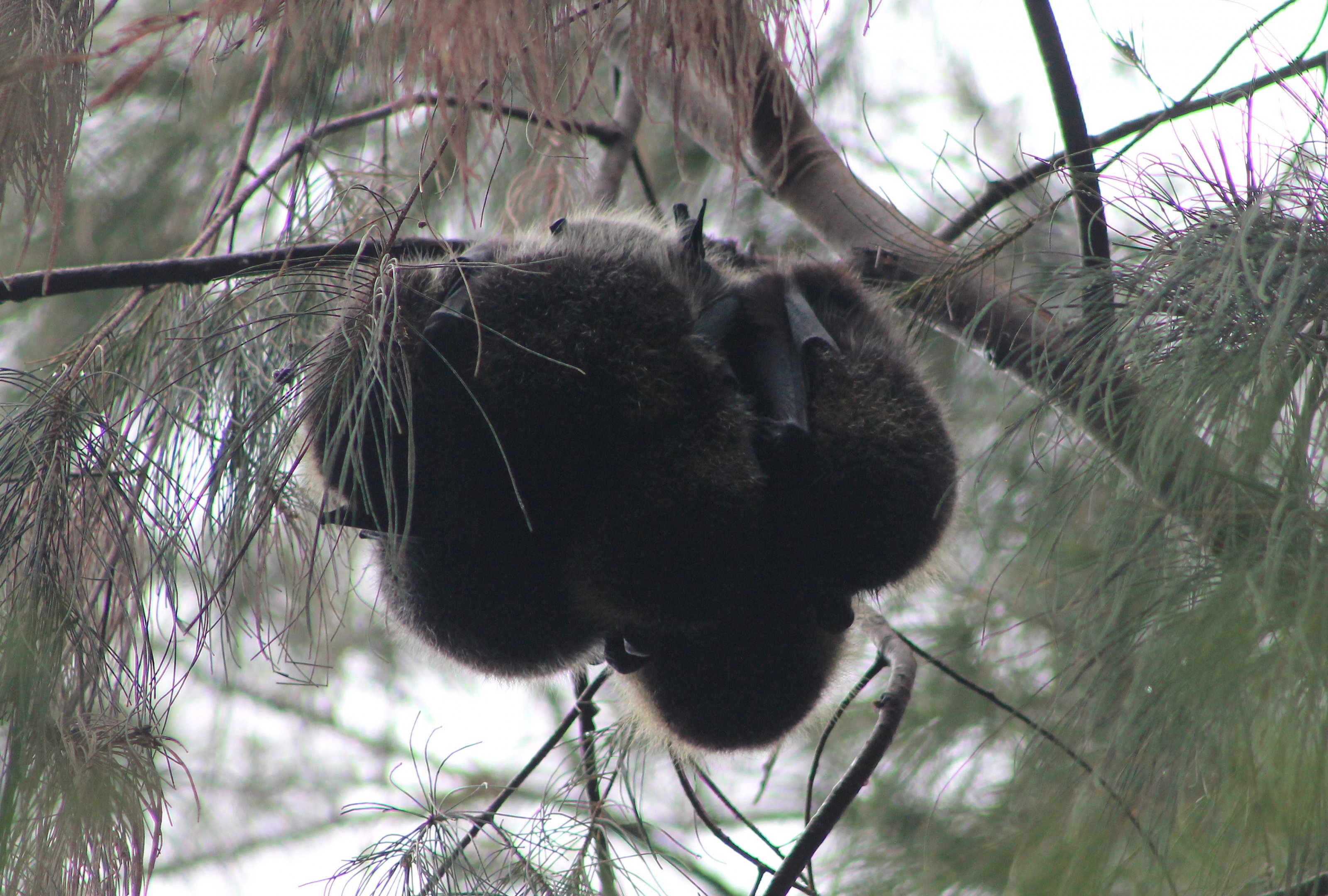 Bonin Flying Foxes (Pteropus pselaphon)