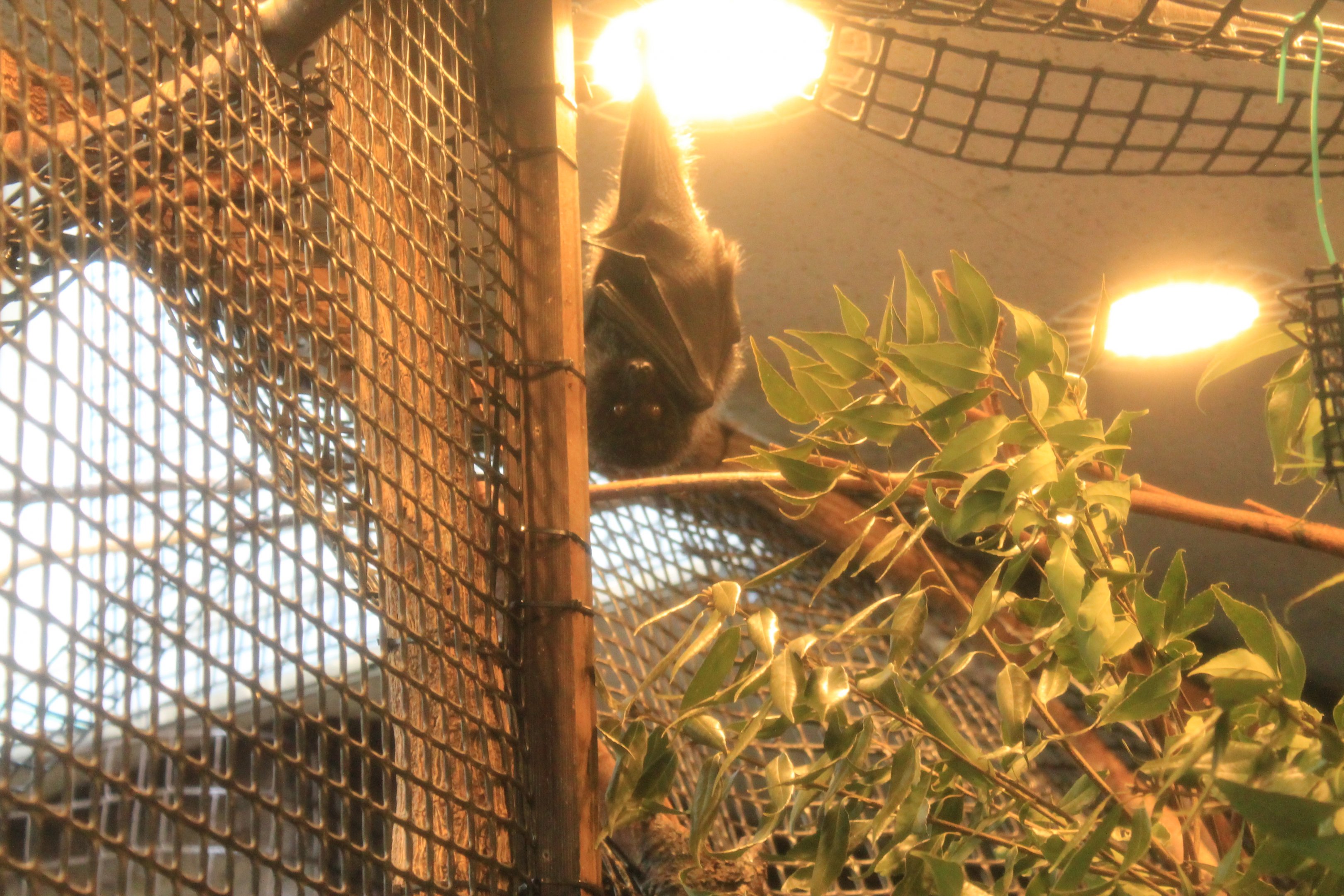 Bonin Island Flying Fox (Pteropus pselaphon)