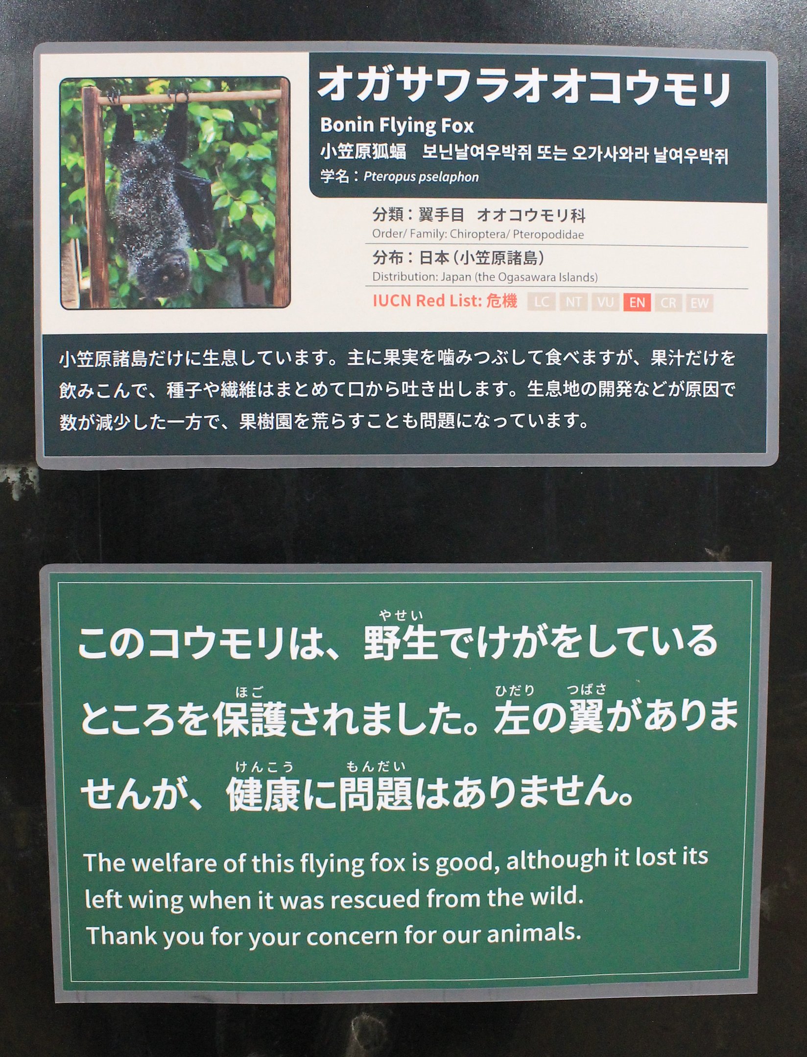 Bonin Island Flying Fox signage