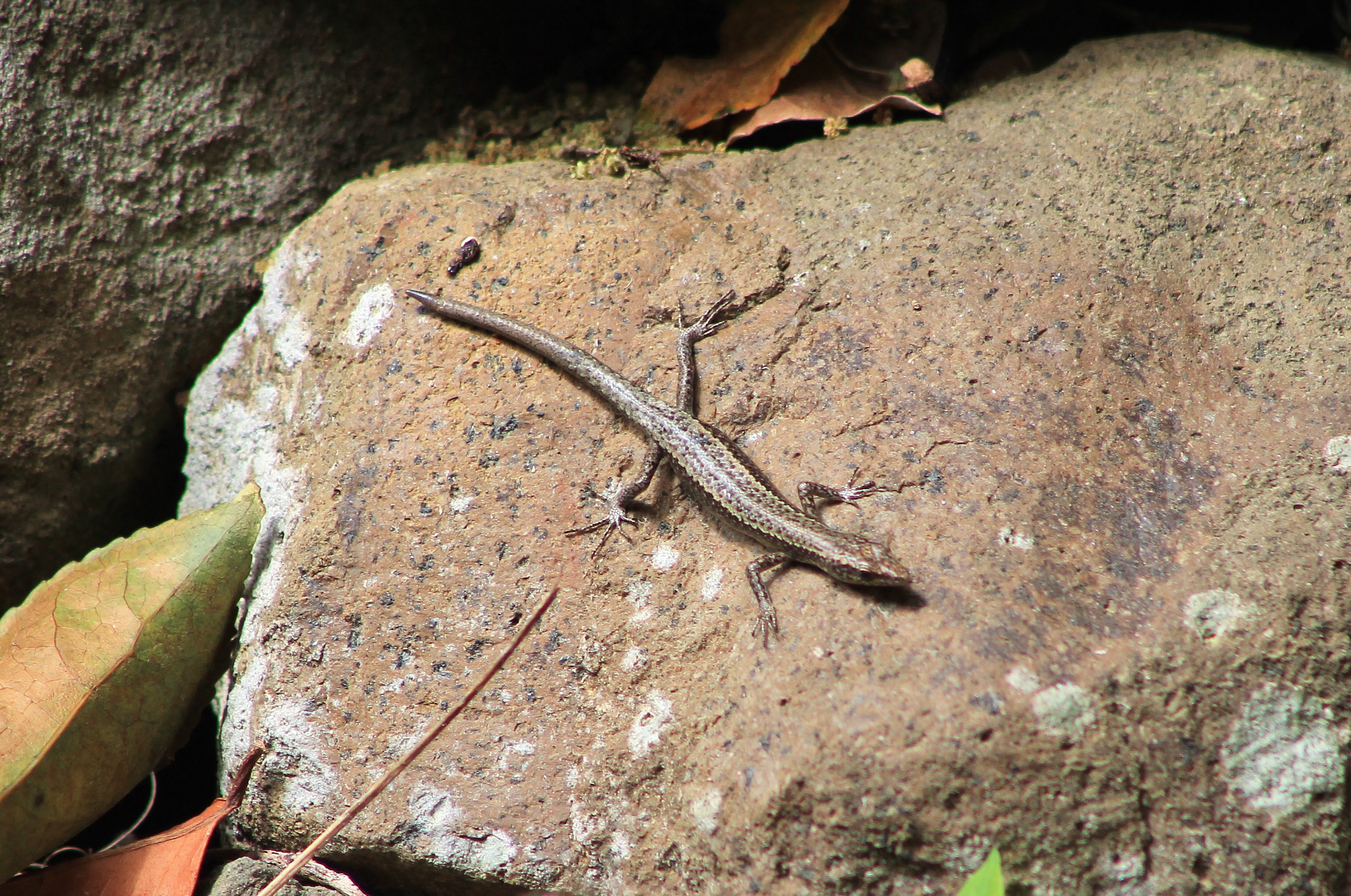 Bonin Snake-eyed Skink (Cryptoblepharus nigropunctatus)